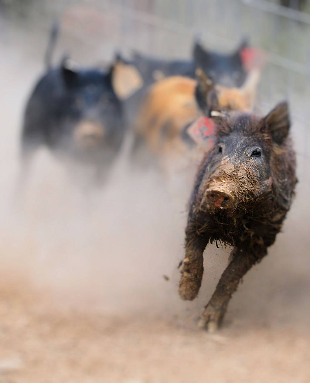 A pack of Feral Swine Running