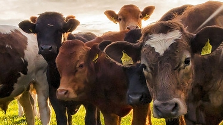 group of brown cows looking at the camera