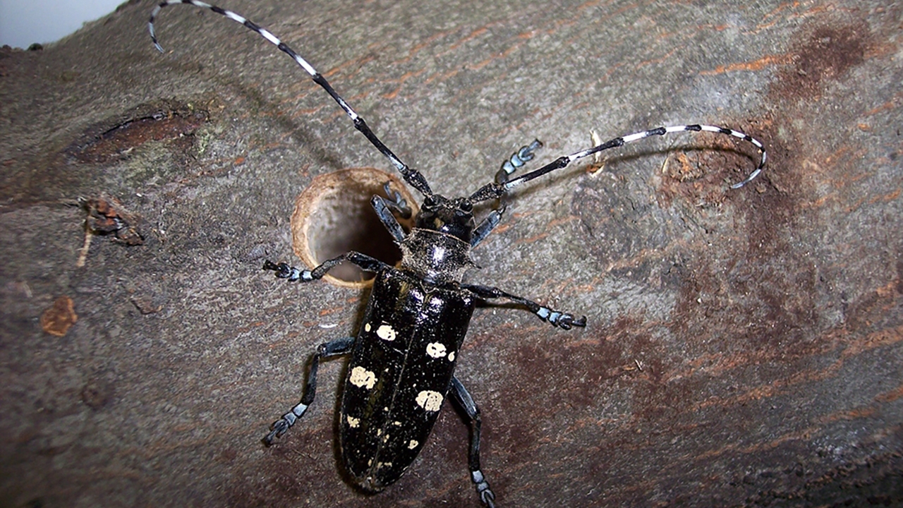 asian longhorned beetle next to an exit hole on a tree branch