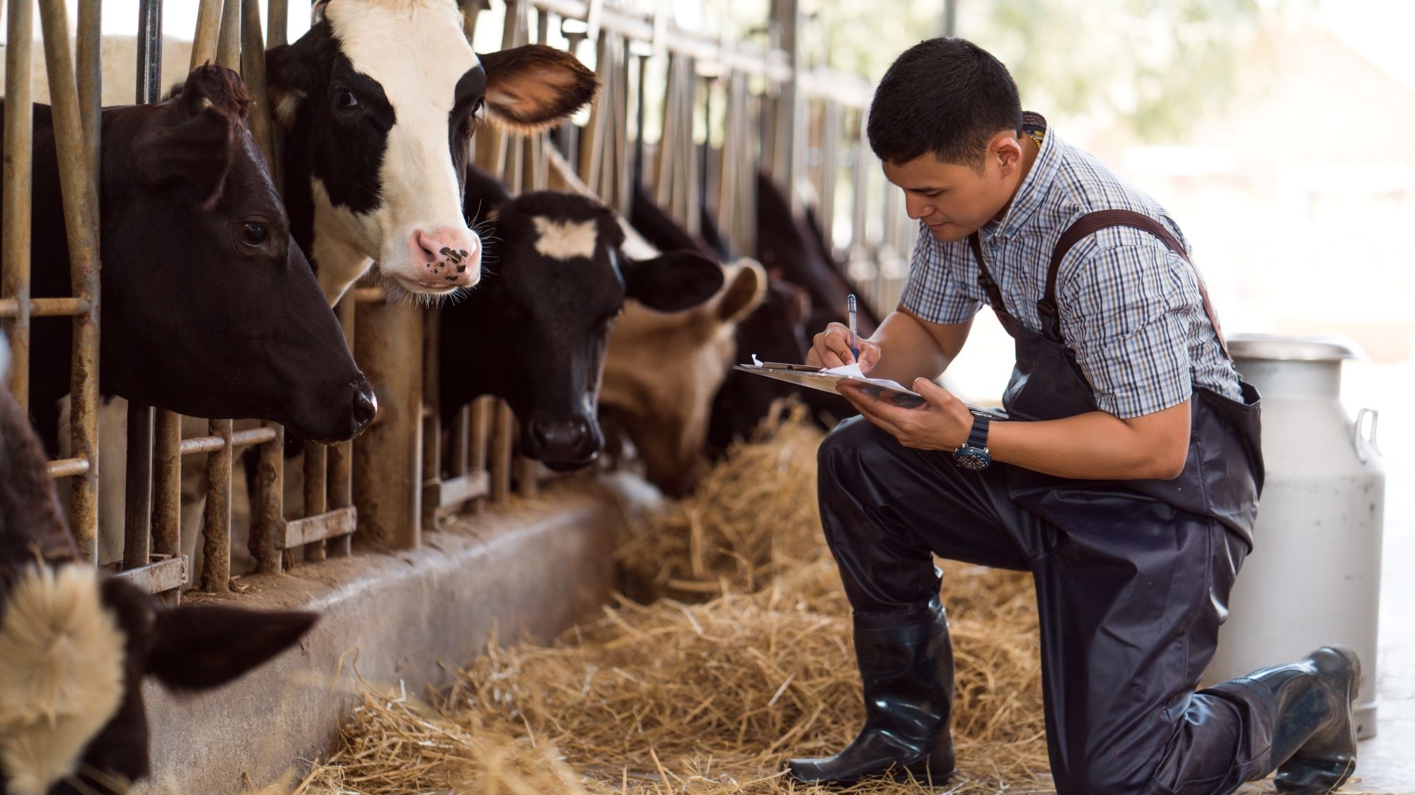Producer kneeling next to row of dairy cows