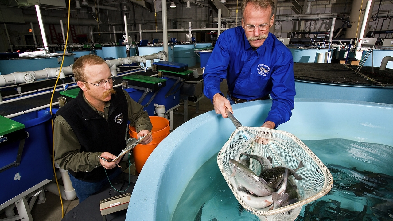 two men using a net to take fish from a tank