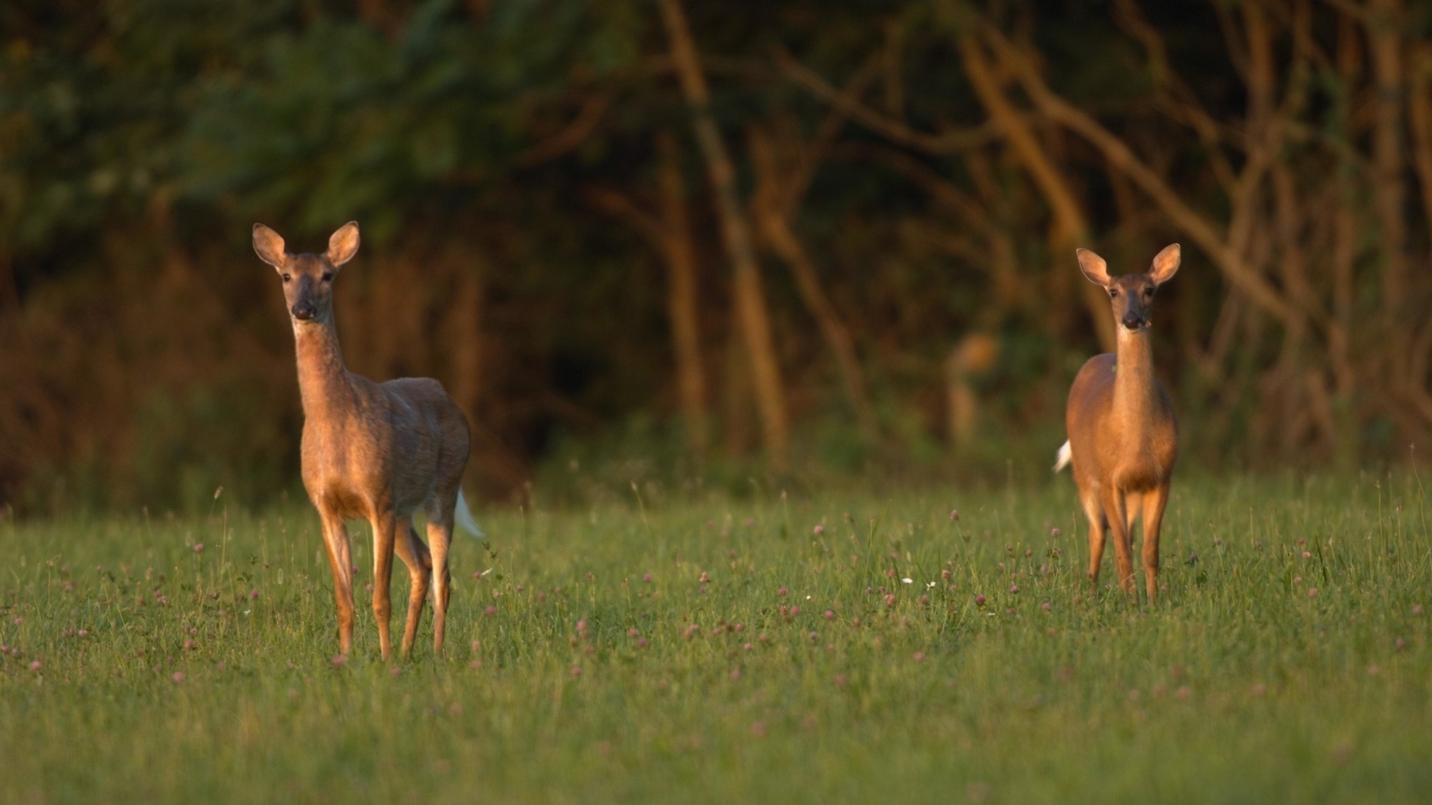 Two Deer Standing in a Field