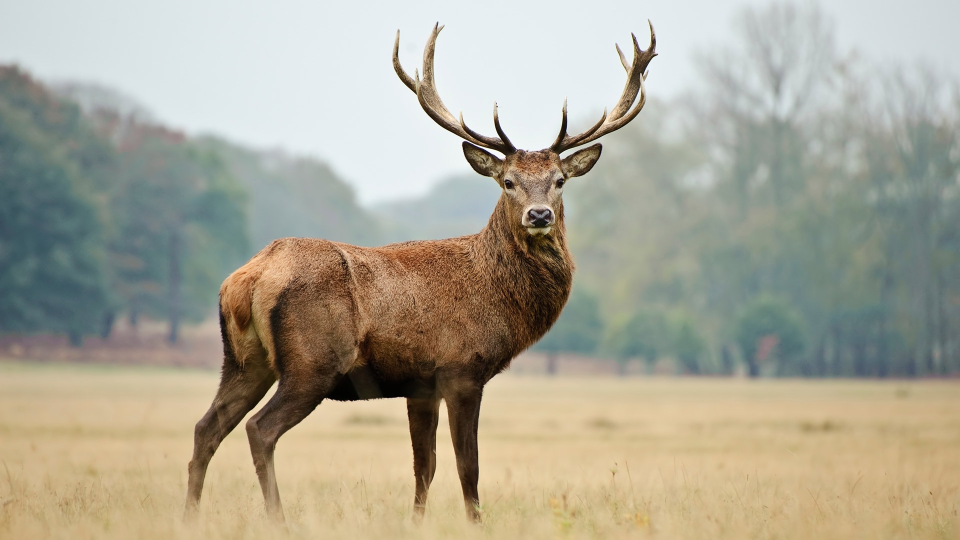 red deer stag
