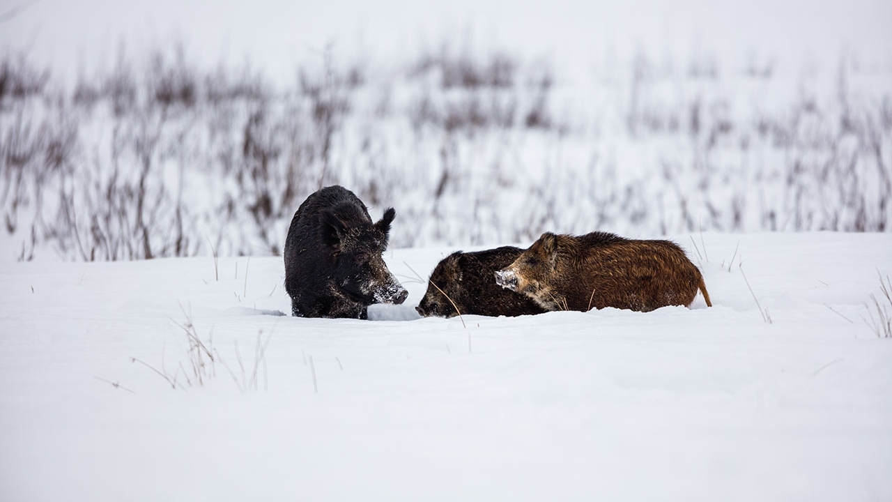 3 Feral Swine in the snow