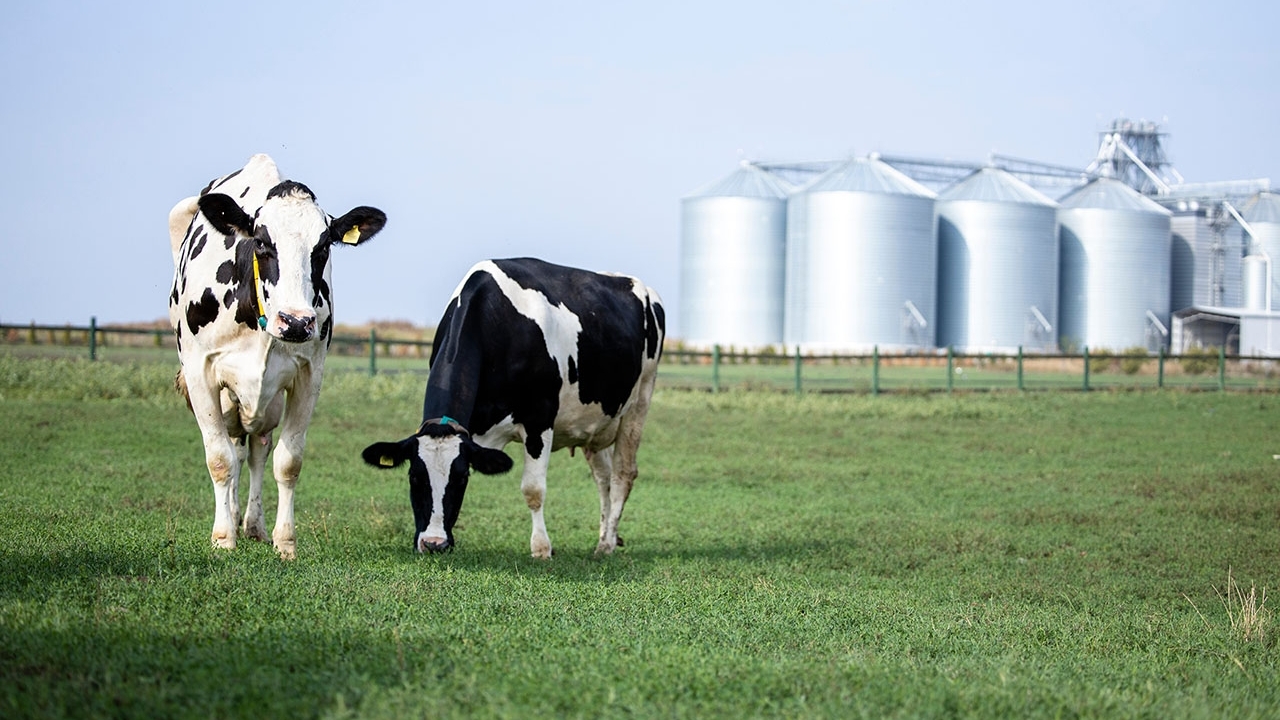 two black and white cows in a field with silver silos in the background