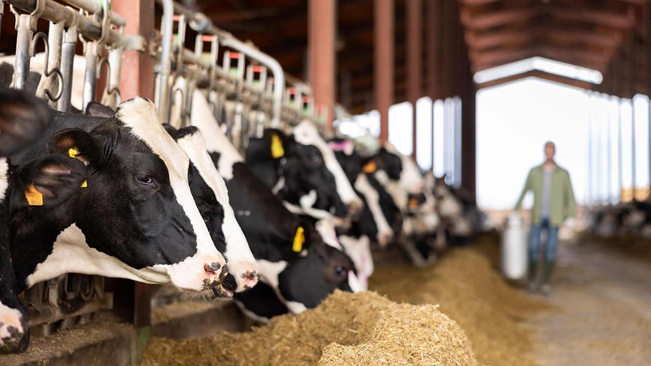 cows lined up in milking stalls in a barn