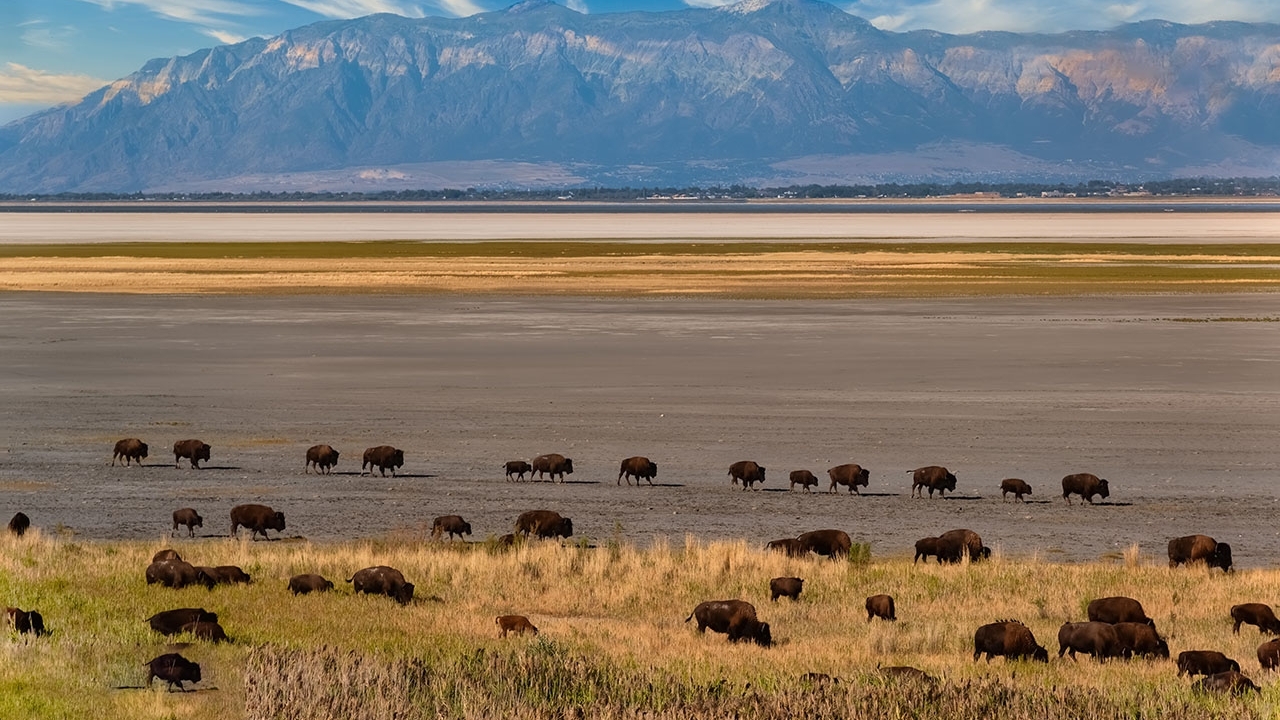 bison herds in a field with mountains in the background