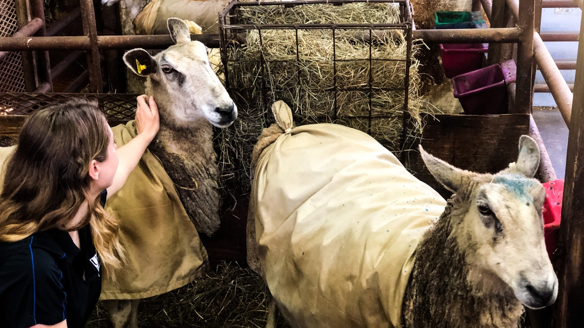 sheep in a livestock pen next to a caretaker who is patting one of them on the head