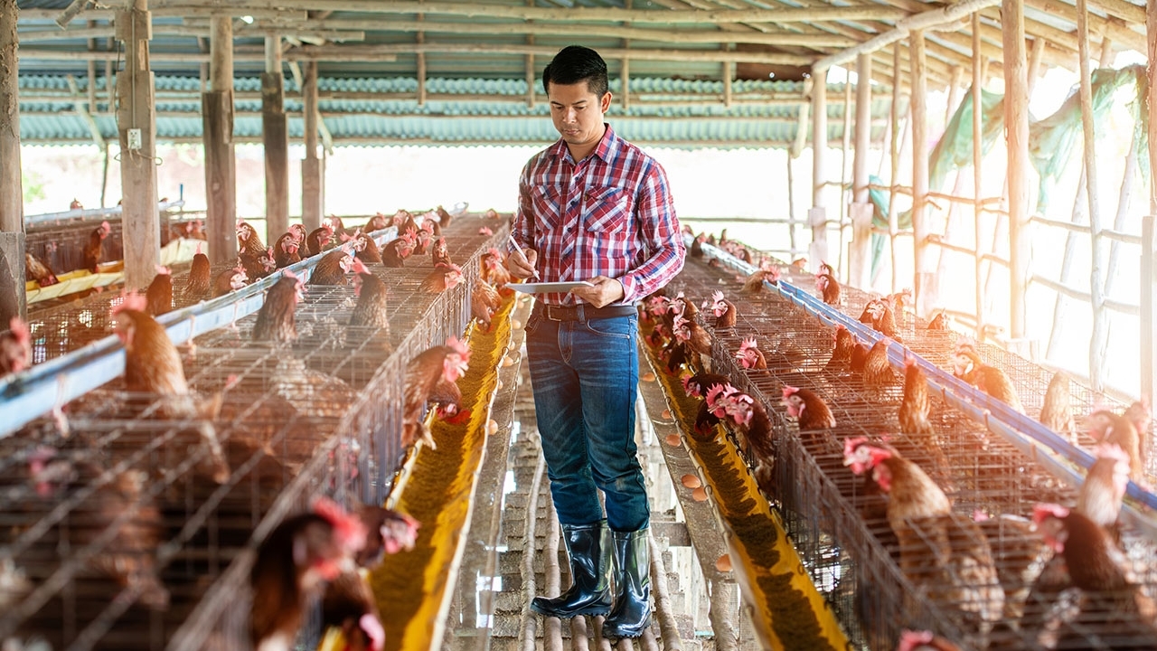 farmer in boots with brown chickens