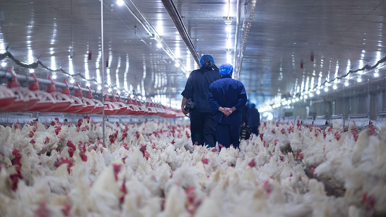 workers walking through a poultry facility amidst a chicken flock