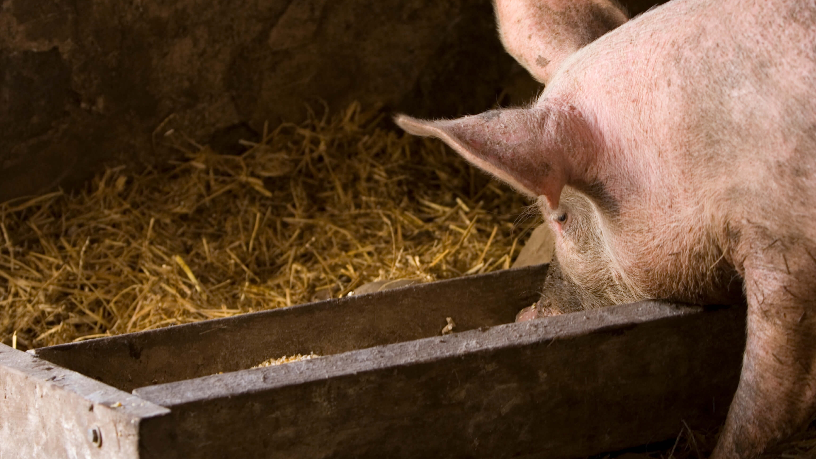 pig eating