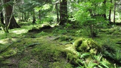 Forest in Curry County, Oregon