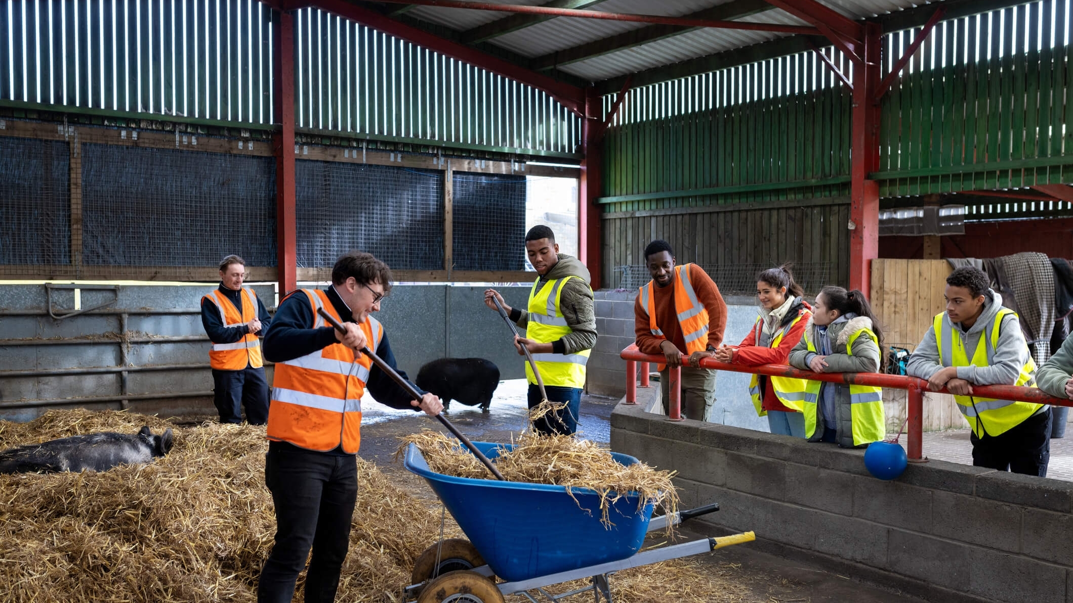 youths shoveling hay