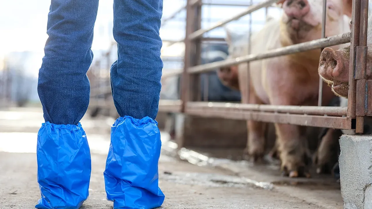 show pig biosecurity booties