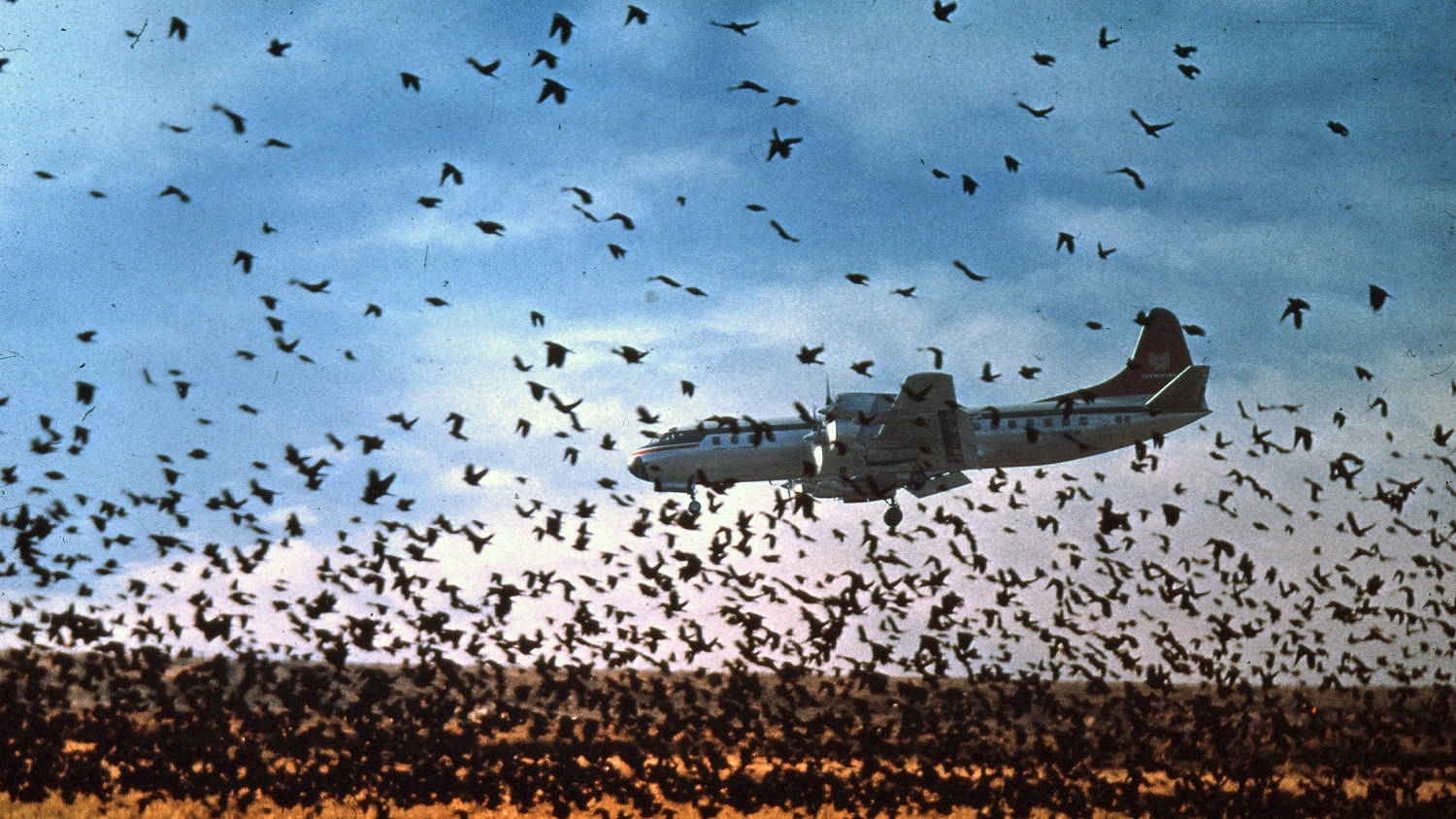 Plane landing as a flock of blackbirds takes flight