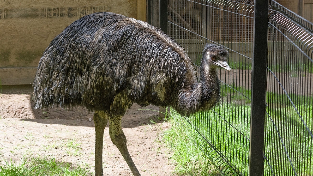 Emu (Dromaius novaehollandiae) - a bird of the order of cassowaries