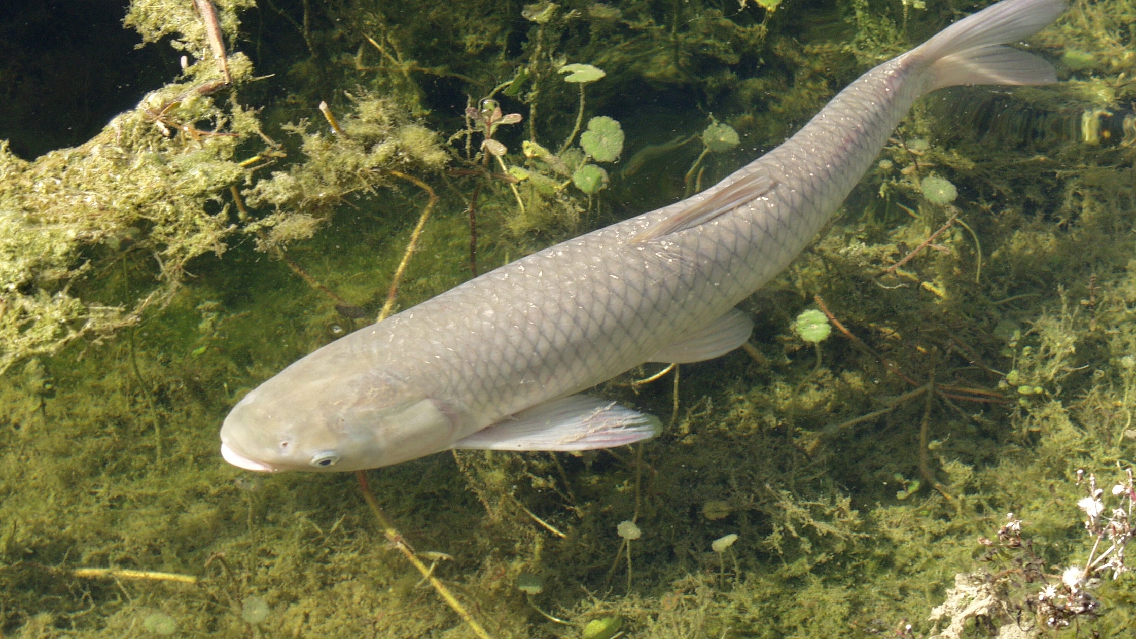 Gray carp fish swimming in water with green plants all around