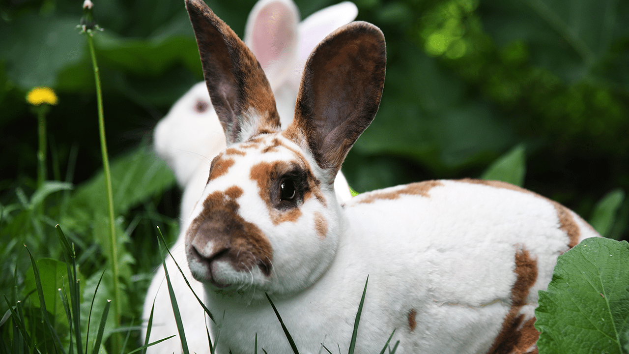 Domestic white rabbit with brown spots in front of all white rabbit sitting in foliage.