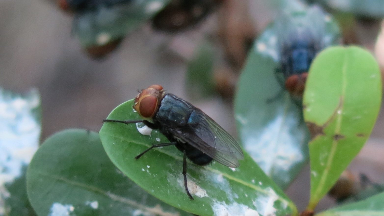 Screwworm fly with orange eyes and a dark metallic-blue colored body sitting on a green leaf.
