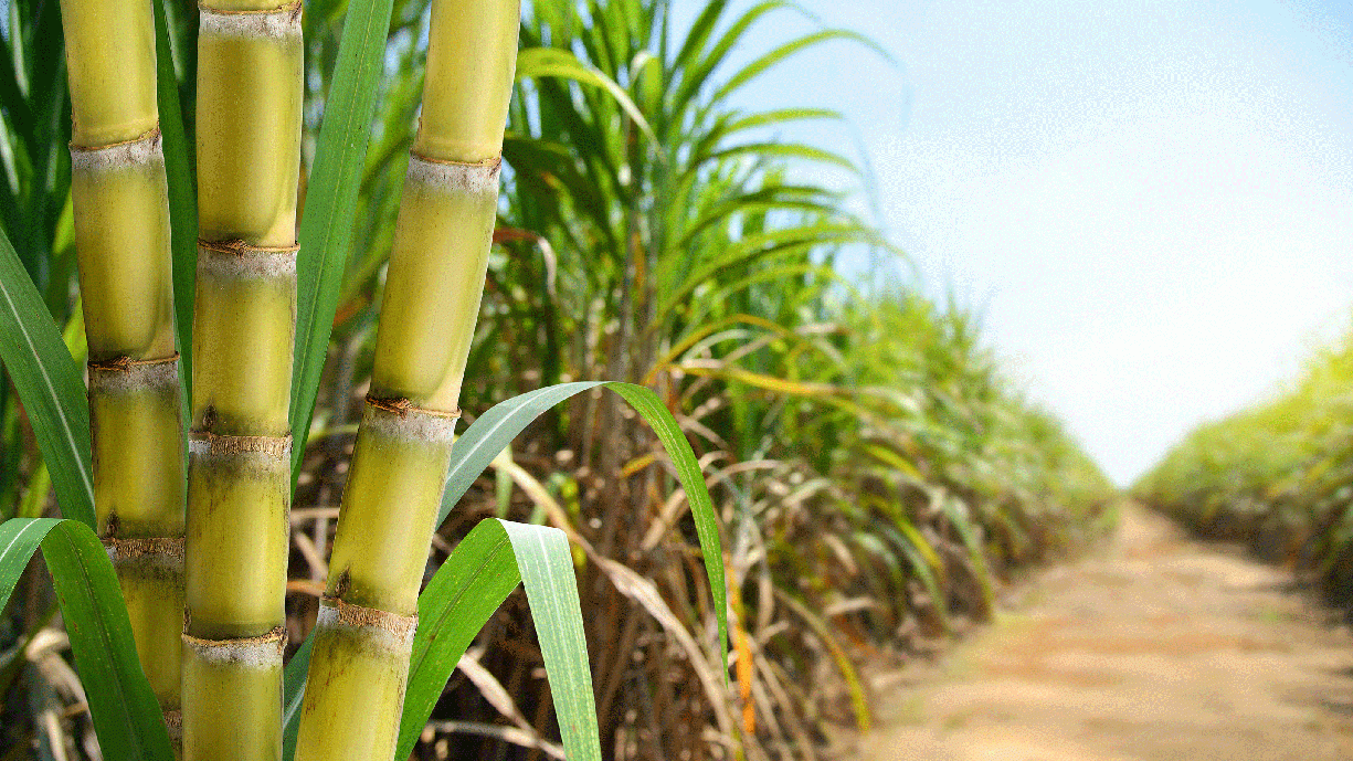 Three sugarcane stalks in the foreground with sugarcane plants in the field behind.