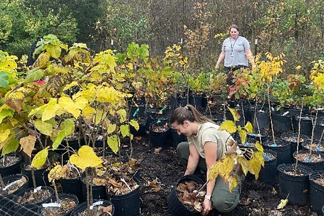 two employees working in a nursery with trees