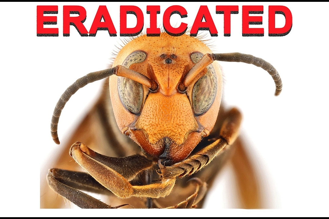 close-up image of an northern giant hornet