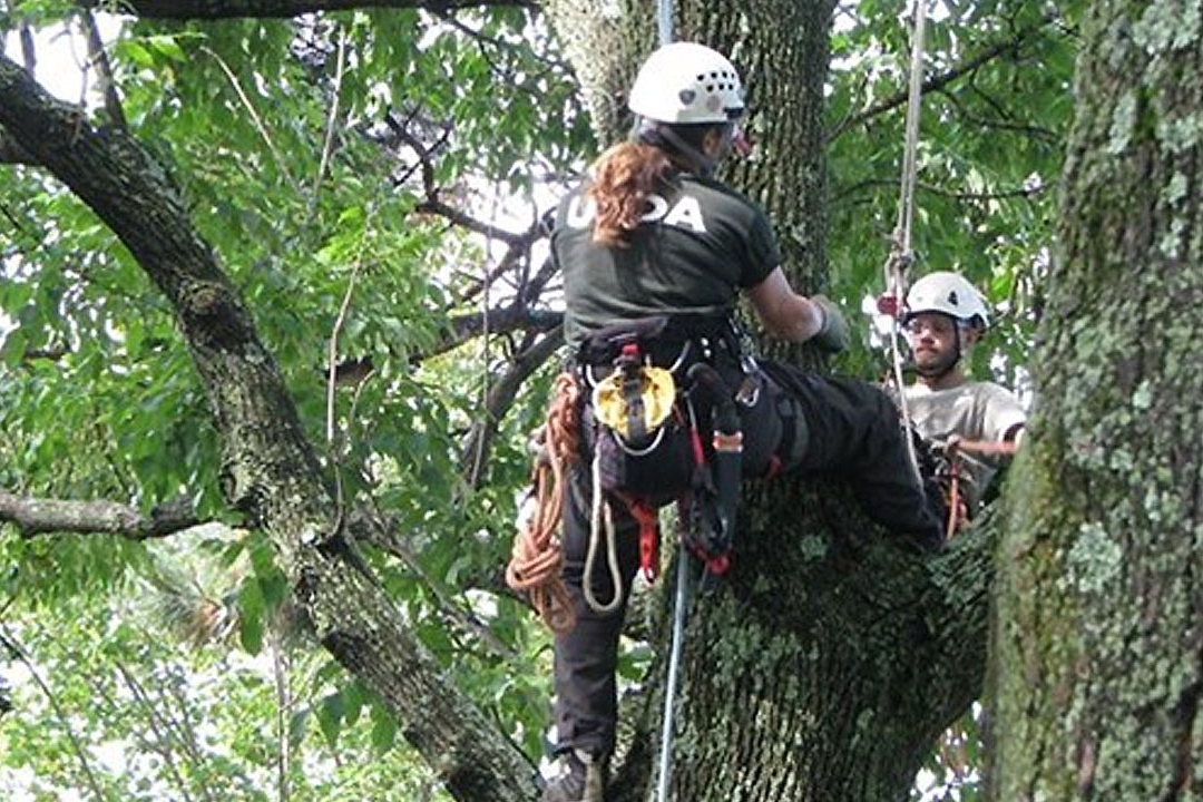 Two tree climbers survey trees that Asian longhorned beetles could attack. 