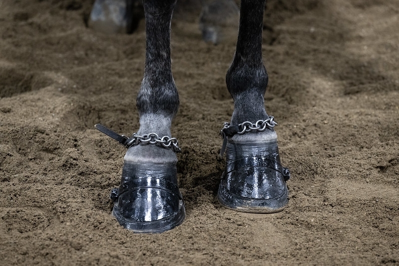 closeup of horse fitted with flat shoes and hoof bands