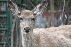 A photo of a deer