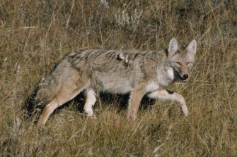 Coyote standing in the wild