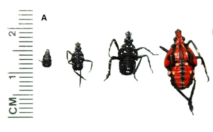 1st through 4th instar spotted lanternfly nymphs
