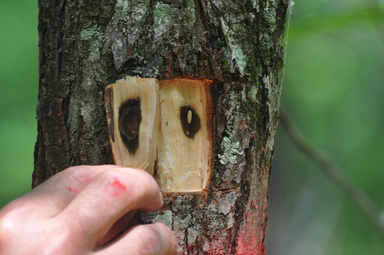 asian longhorned beetle egg in cutout area of bark on a tree trunk