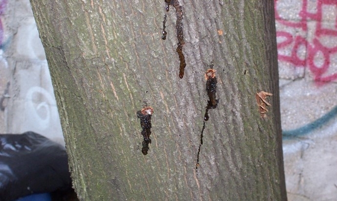 closeup image of sap weeping from asian longhorned beetle egg site wounds on the bark of a tree