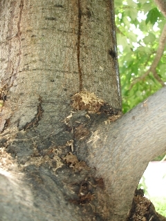 closeup image of frass (looks like sawdust) from Asian longhorned beetle damage on a tree trunk and branch