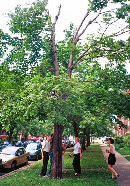 group of people looking up at a tree showing dieback, damage caused by Asian longhorned beetle infestation
