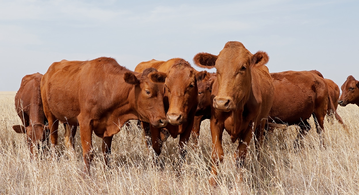 nadprp-tribal-funding-sa.jpeg photo of cattle in a field