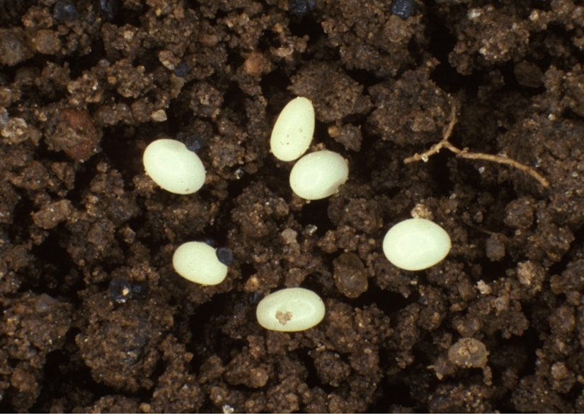 Six Japanese Beetle eggs in dirt. They range from creamy to off-white and are usually 1.5 mm long. The shapes of these eggs vary from ellipsoid to spherical to even cylindrical at times.
