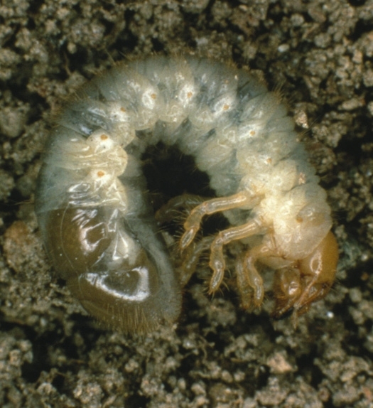 The grub is a creamy white with a yellowish-brown head. It appears translucent, and its body has brown setae and short spines all over.