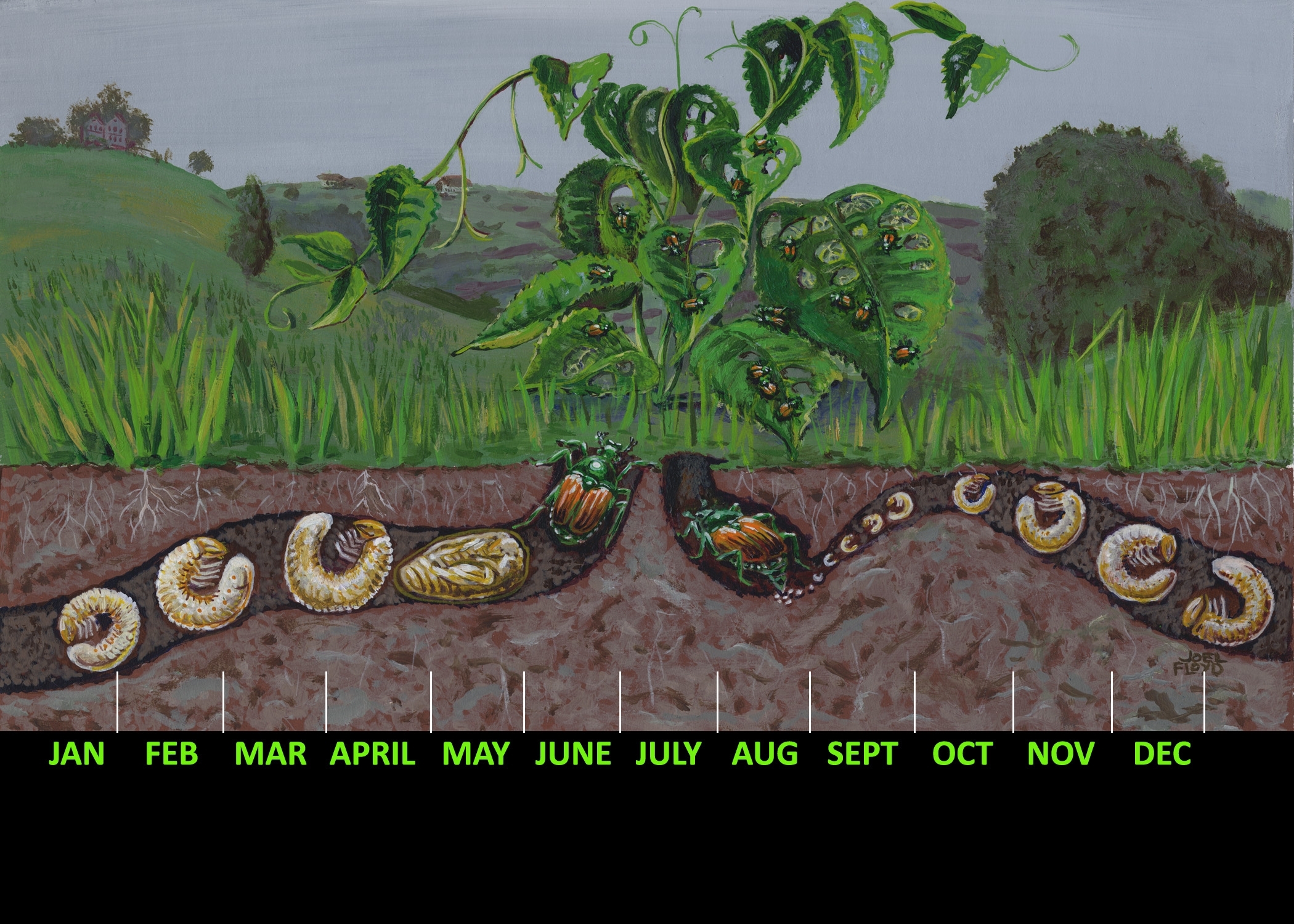 Japanese Beetle lifecyle timeline illustration