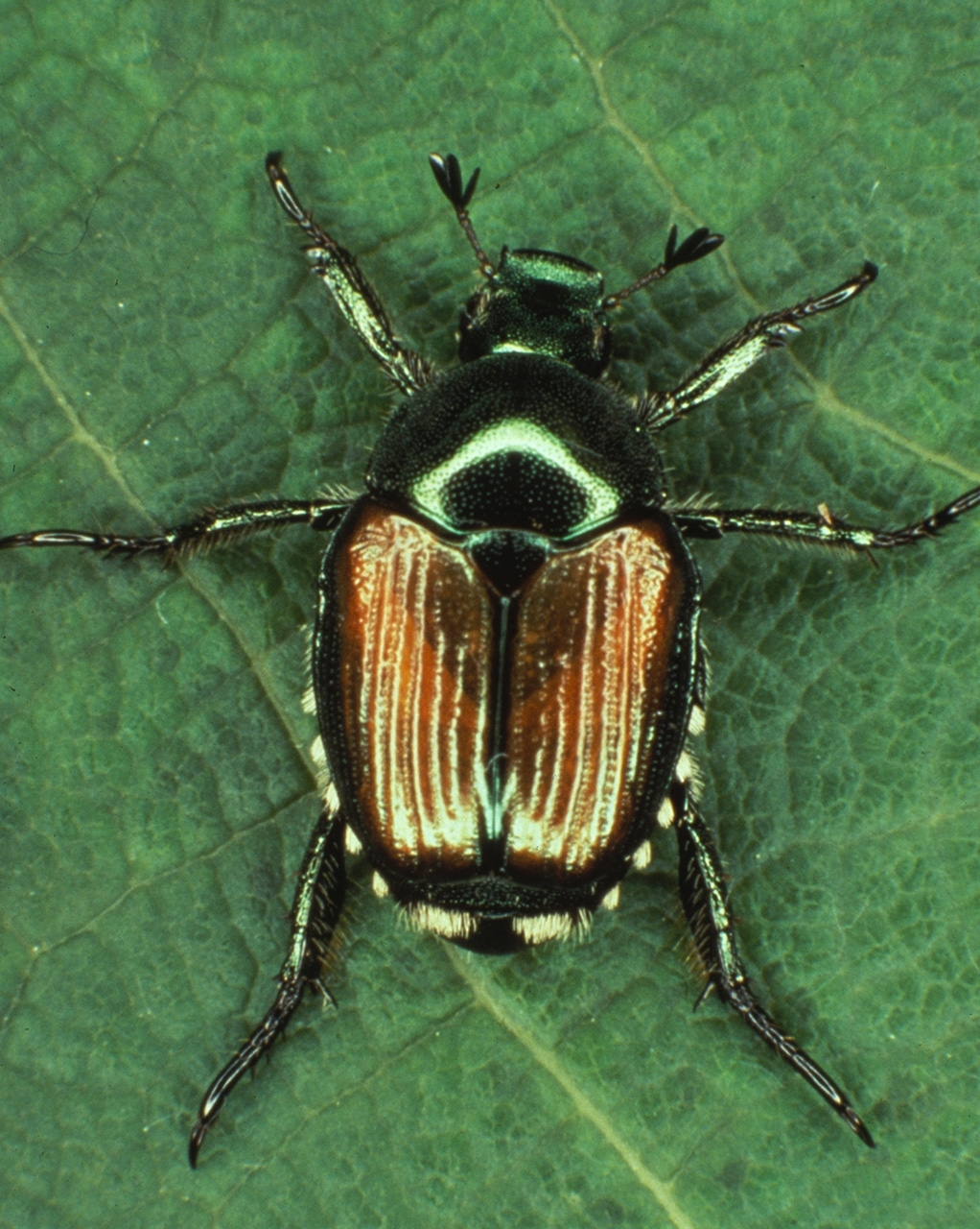 Japanese beetle on leaf. The beetle has a bright appearance due to their color combination – a metallic green head and thorax, and a copper-colored elytra partially covering their abdomen.