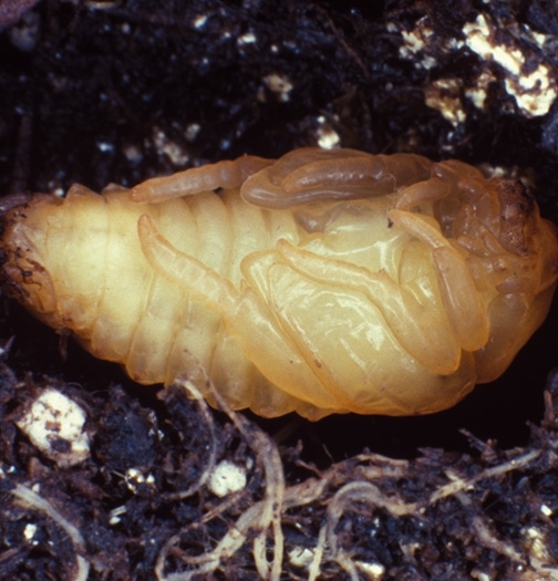 The pupa ranges from pale cream to metallic green and is 0.7-1.4 cm long.