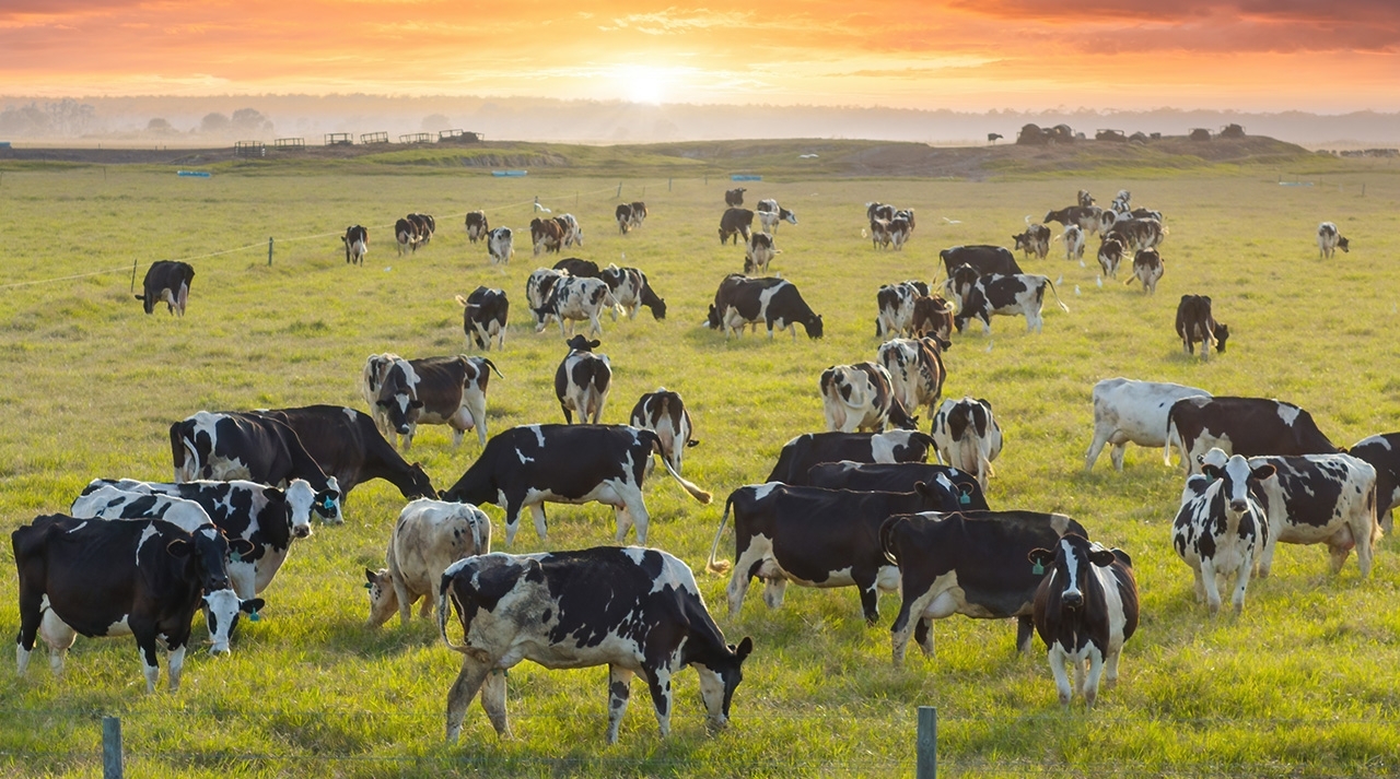 Healthy cattle graze in a pasture.