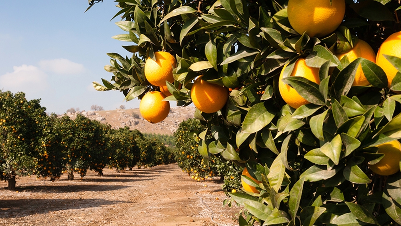 Healthy orange trees thrive in a grove