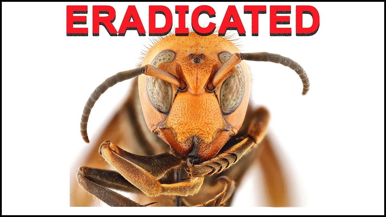 aia-ngh-1.jpg close-up image of an northern giant hornet
