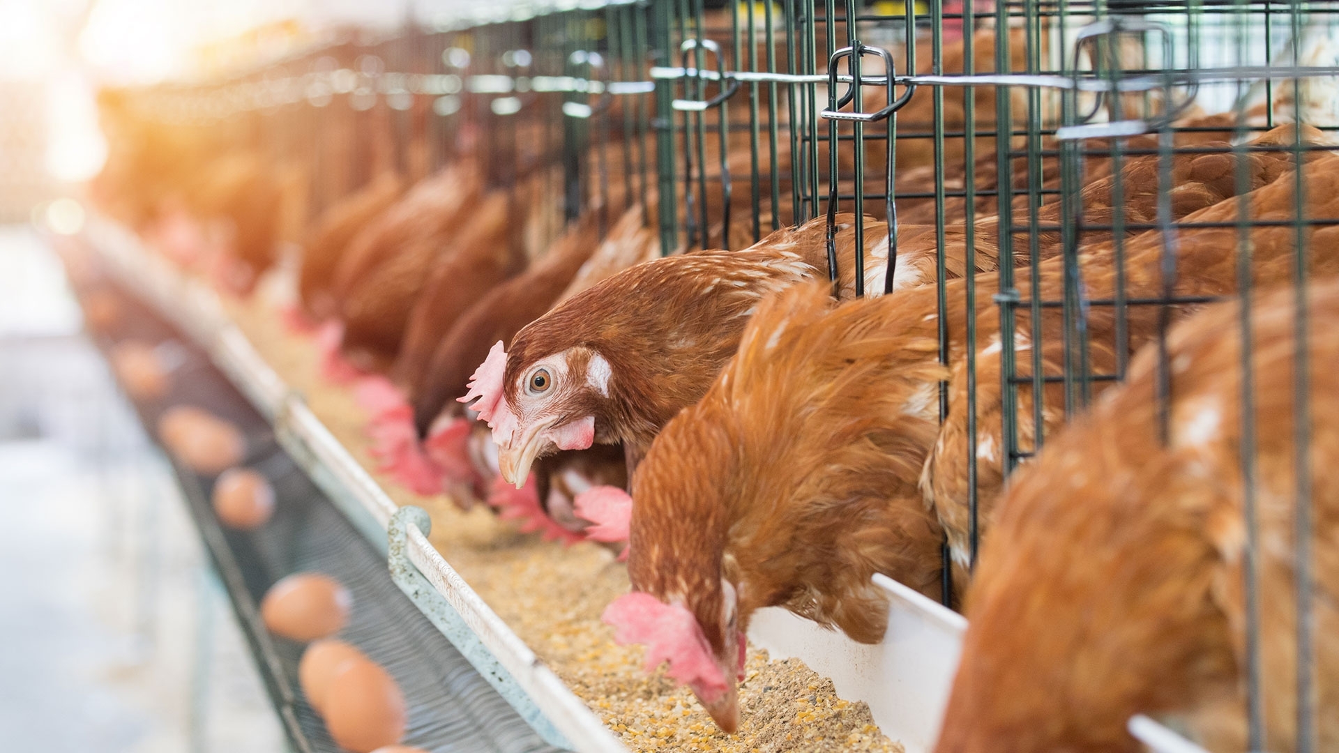 chickens feeding