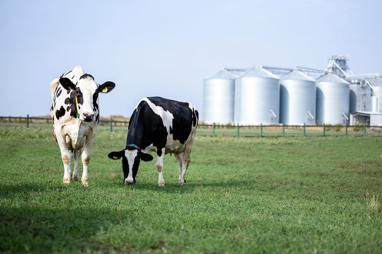 two black and white cows in a field with silver silos in the background