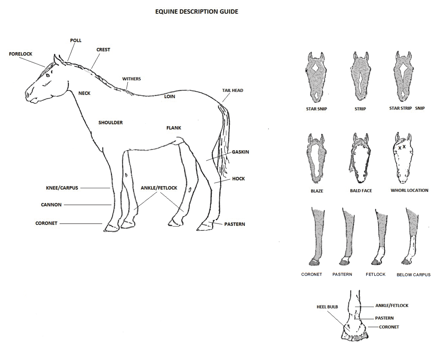 Equine Description Guide Equine Description Guide