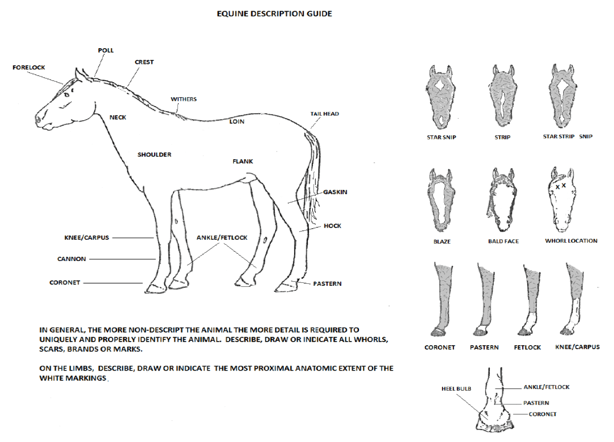 Equine Description Guide, Feb 2018 Equine Description Guide