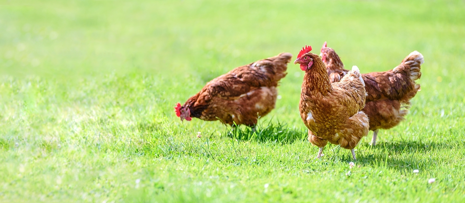 three brown chickens in a grassy field