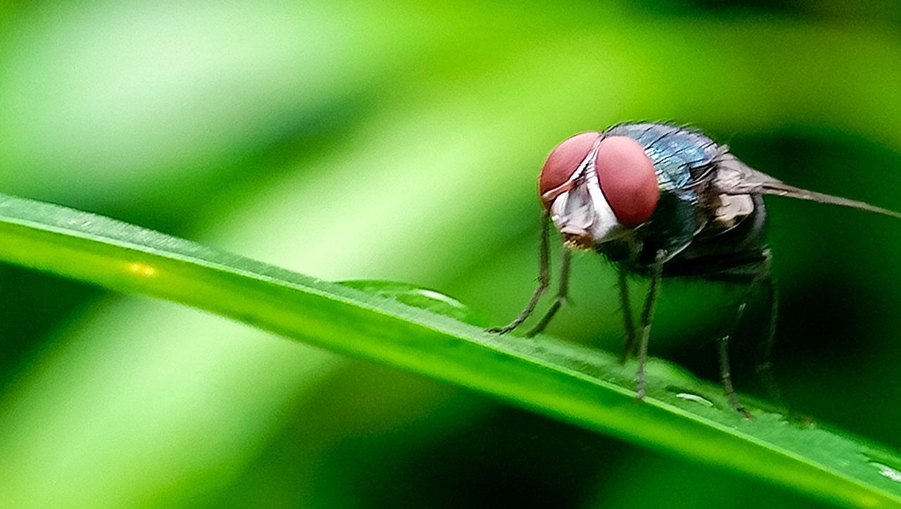 close up of a new world screwworm sitting on a leaf